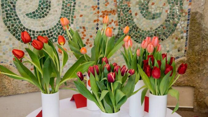 Tulipománie na zámku Buchlovice. Zdroj: Národní památkový ústav, CC BY-NC-ND 3.0 CZ, zamek-buchlovice.cz