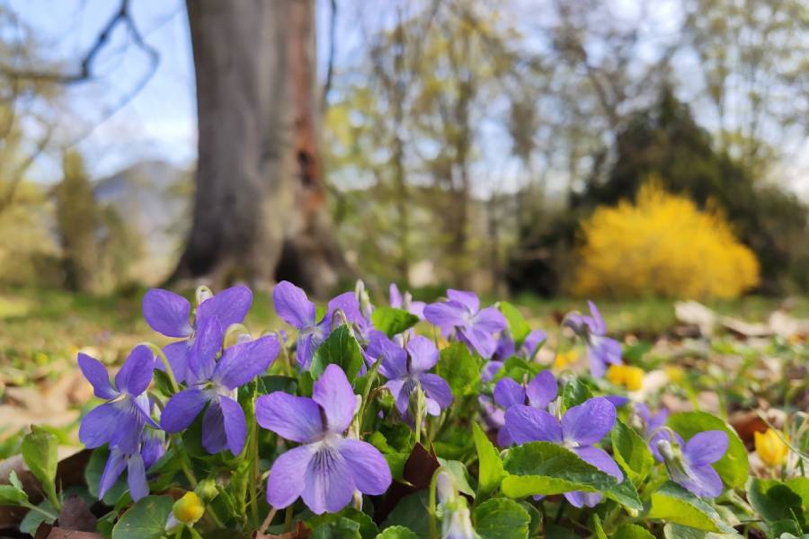 Zámek Velké Březno. park. Zdroj: Národní památkový ústav, CC BY-NC-ND 3.0 CZ, npu.cz