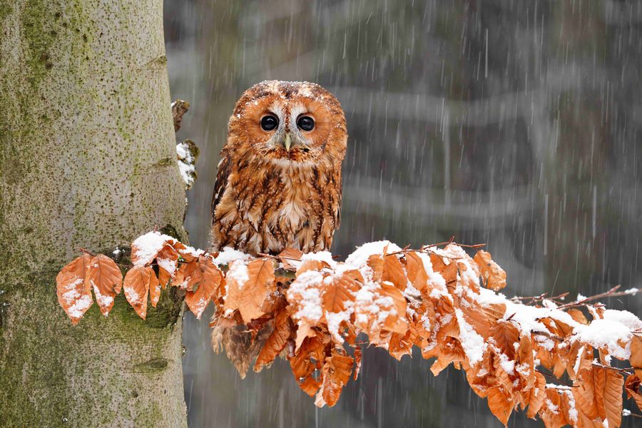 Foto: Jan Novák. Zdroj: Království sov v Králíkách