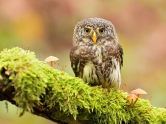Foto: Jan Novák. Zdroj: Království sov v Králíkách