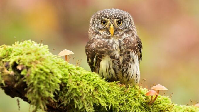 Foto: Jan Novák. Zdroj: Království sov v Králíkách
