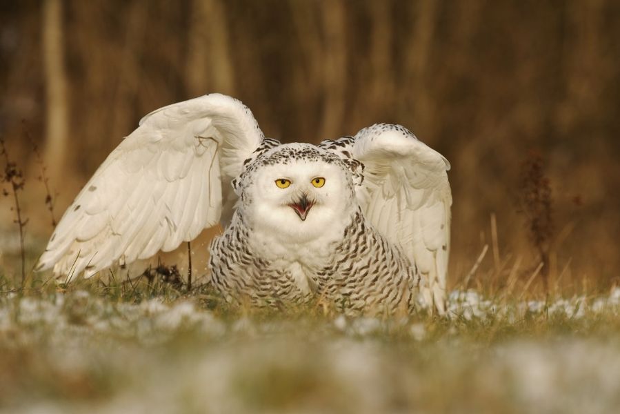 Foto: Jan Novák. Zdroj: Království sov v Králíkách