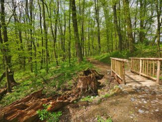 Národní přírodní rezervace Hůrka u Hranic.