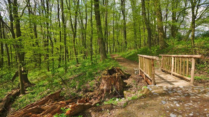 Národní přírodní rezervace Hůrka u Hranic.