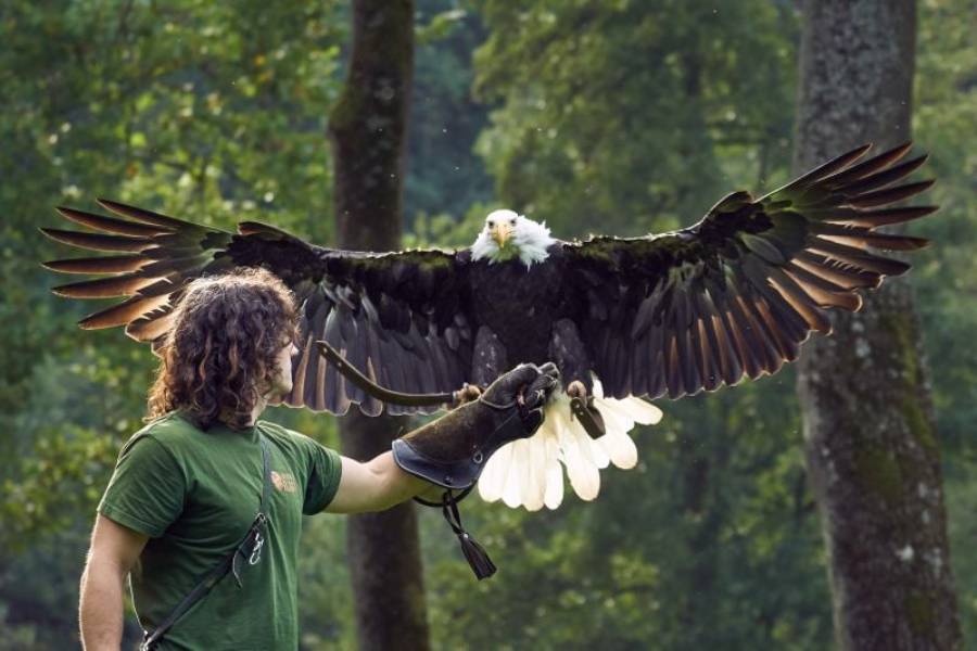 Výcvik a letové ukázky dravců a sov na zámku Žleby. Zdroj: Národní památkový ústav, CC BY-NC-ND 3.0 CZ