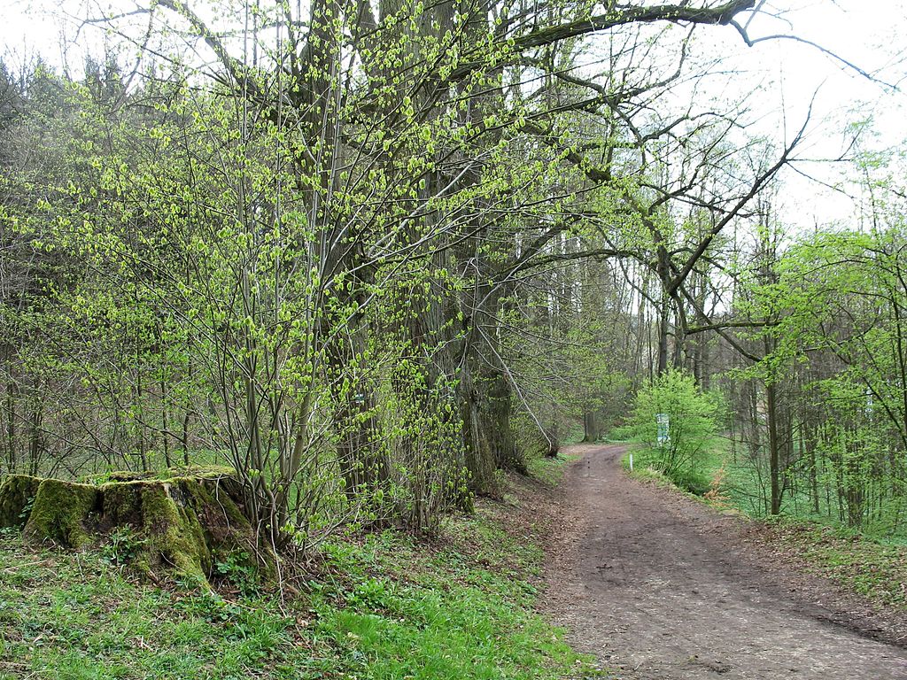 Alej od Zdislaviny studánky k Markvartickému rybníku. Zdroj: Marie Čcheidzeová. CC BY-SA 4.0
