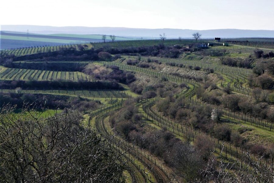 Výhled na vinice.