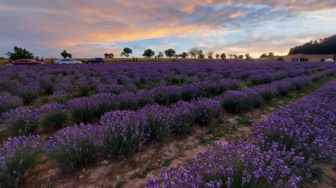 Levandulový statek Bezděkov