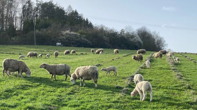 Levandulový statek Bezděkov