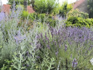 Levandulová zahrada Anette