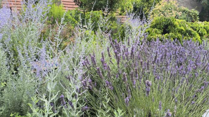 Levandulová zahrada Anette