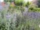 Levandulová zahrada Anette