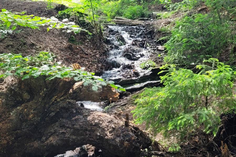 Baarova stezka vede krásnou přírodou. Zdroj: Klenčí pod Čerchovem - Dům přírody Českého lesa