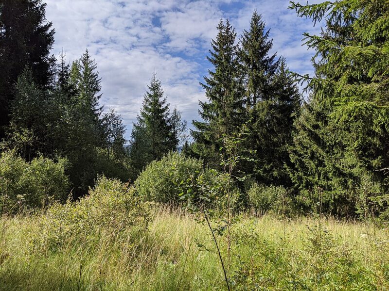 Přírodní rezervace Hornovltavické pastviny.