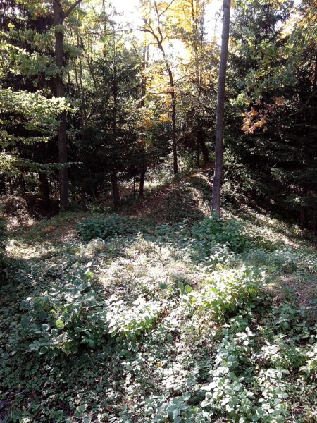 Zřícenina hradu Skuhrov.