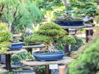 Bonsaimuseum Isabelia