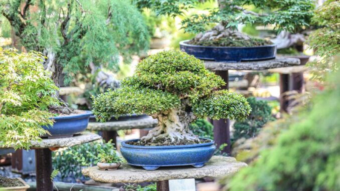 Bonsaimuseum Isabelia