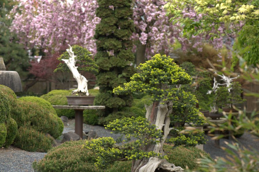  Bonsaimuseum Isabelia 