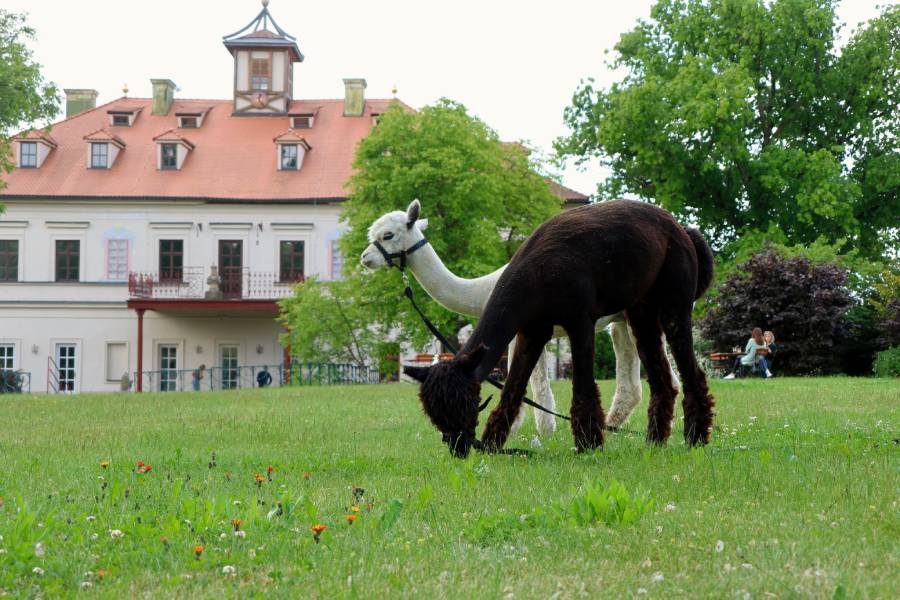 Baroko na Bylinkovém panství Rochlov. Zdroj: Zámek Rochlov
