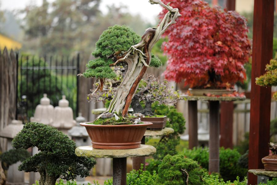  Bonsaimuseum Isabelia