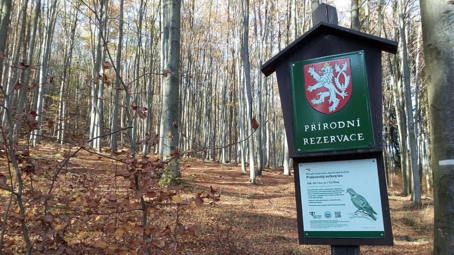 Jaronínská bučina.