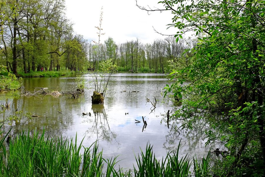 Borecké rybníky, Velký Ostrovský rybník.
