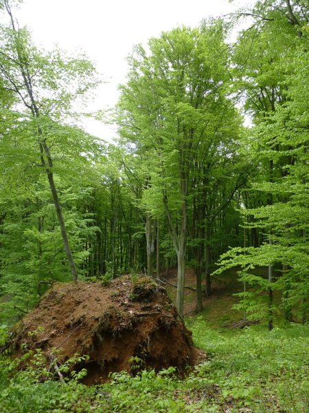 Přírodní rezervace Jelení žlíbek.