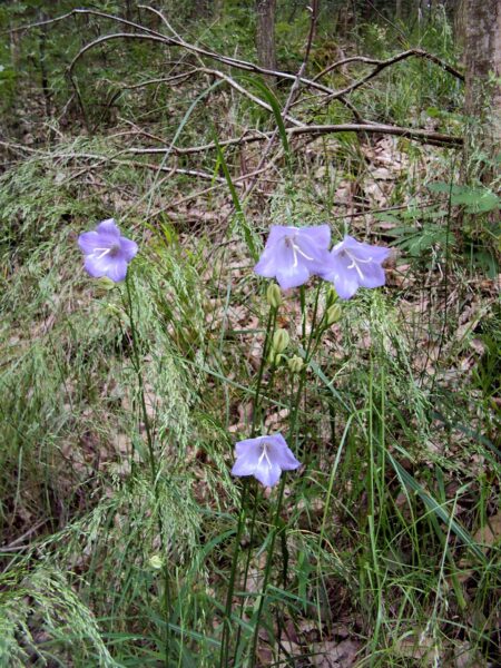 Přírodní rezervace Jelení žlíbek.