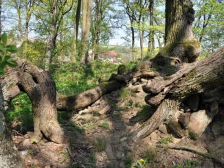 Pozůstatky hradu Vrtba. Foto: Petr Fabian. Zdroj: Hrady-zříceniny.cz