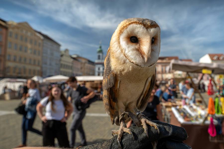 Podzimní švestkové trhy v Českých Budějovicích. Zdroj: Město České Budějovice