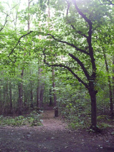 Černá stráň na Staroplzenecké naučné stezce.