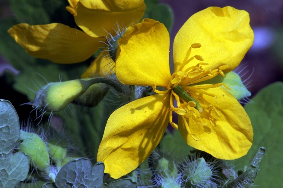 Vlaštovičník větší.