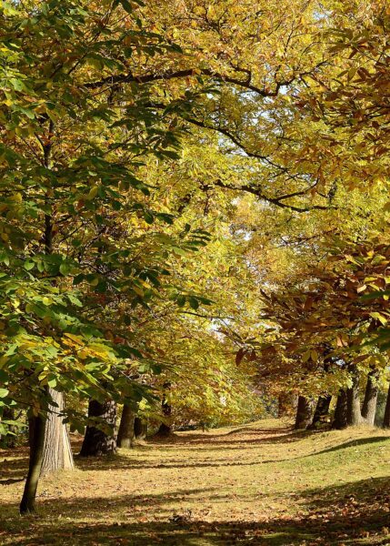Kaštanka v Nasavrkách.