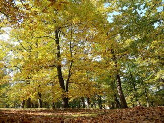 Kaštanka v Nasavrkách.