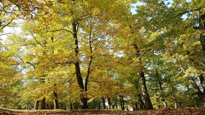 Kaštanka v Nasavrkách.