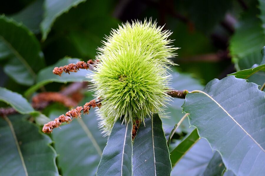 Kaštanka v Nasavrkách. Plod Kaštanovníku setého.