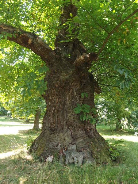 Kaštanka v Nasavrkách.