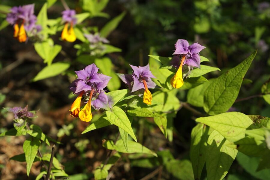Přírodní rezervace Karlické údolí.