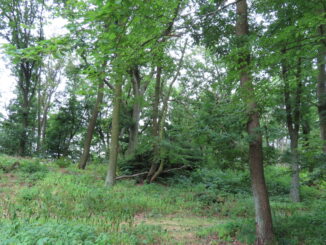 NS Josefa Leopolda Zvonaře. Příroda na Velízu