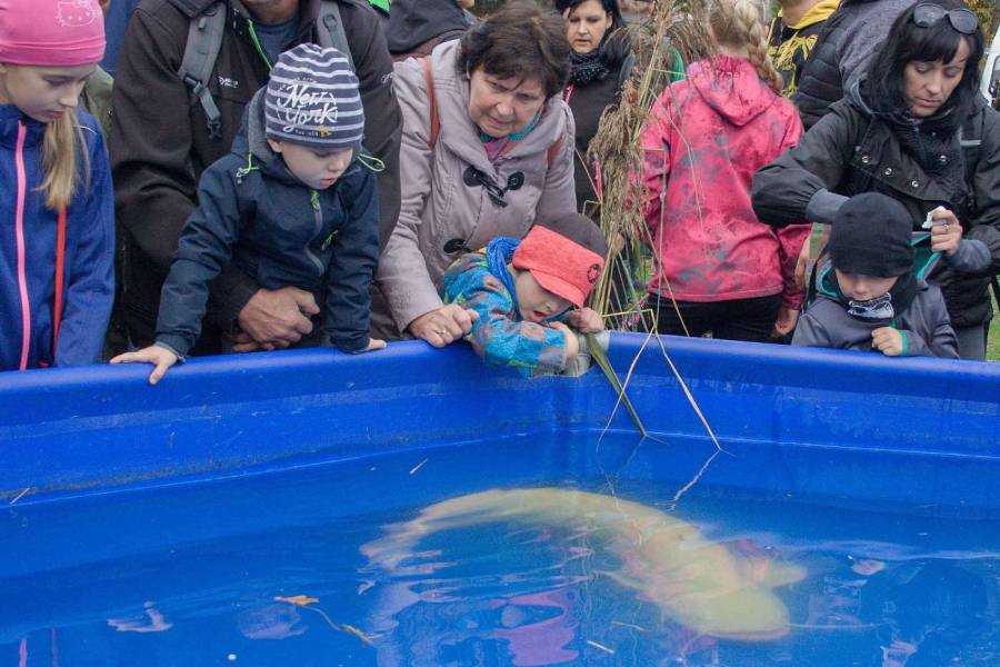 Výlov rybníka Rožmberk. Zdroj: Rybářství Třeboň