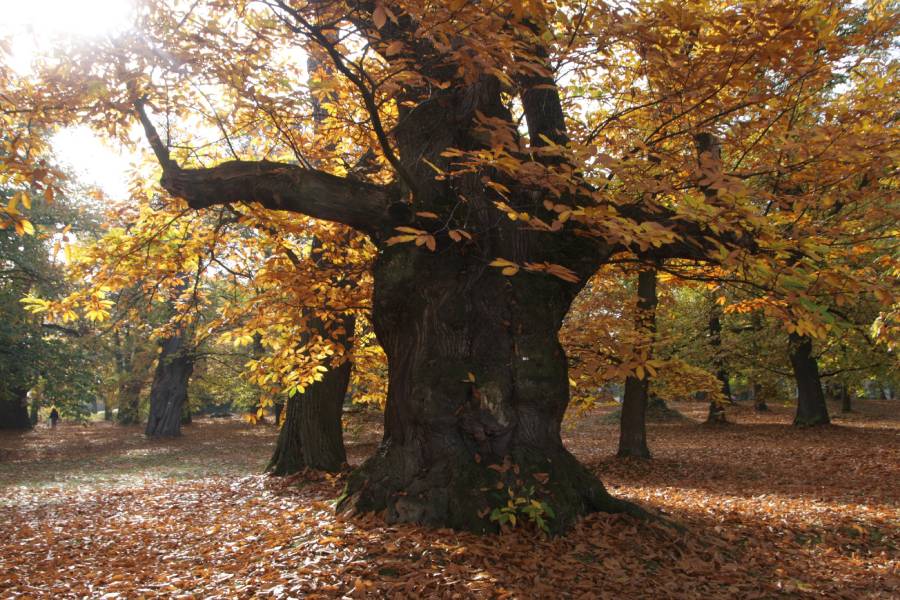 Kaštanka. Zdroj: Město Nasavrky