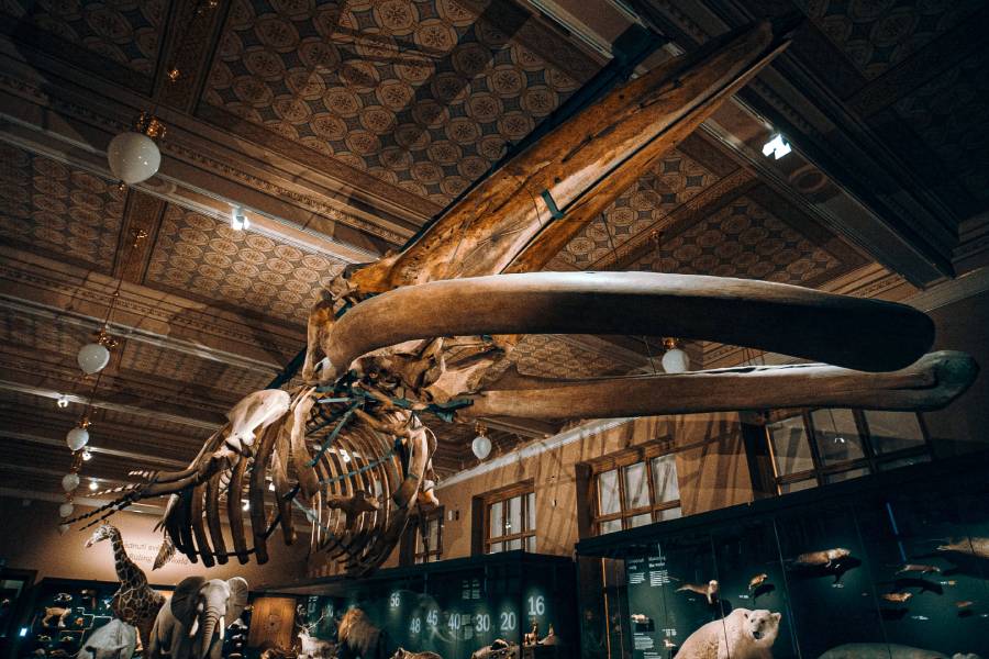 Expozice Zázraky evoluce: Zdroj: Národní muzeum 