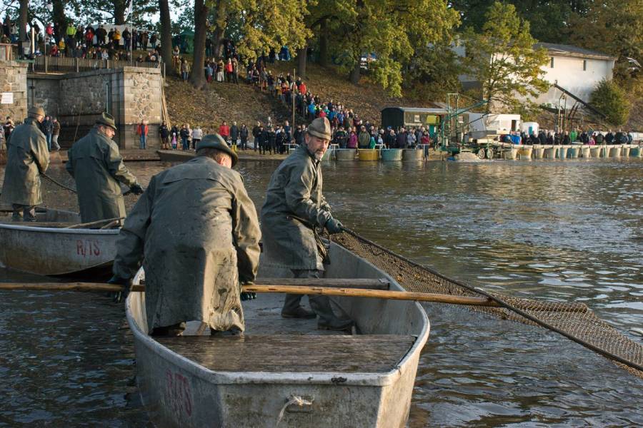 Výlov rybníka Rožmberk. Zdroj: Rybářství Třeboň