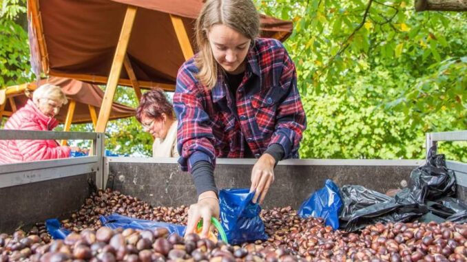 Kaštanobraní v nasavrcké Kaštance. Zdroj: Město Nasavrky