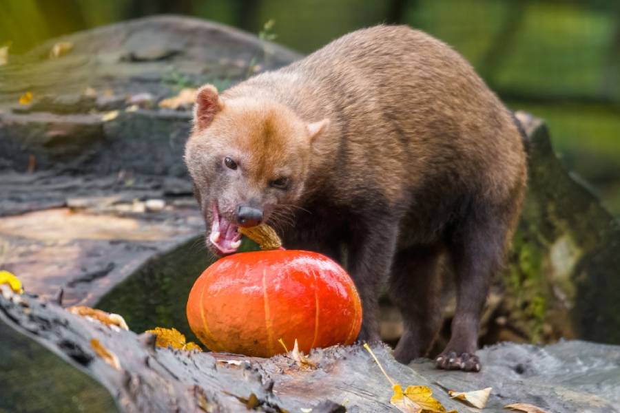 Dýňové hody v zoo. Zdroj: Zoologická zahrada hl. m. Prahy