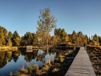Rašeliniště u obce Pernink v Krušných horách. Zdroj: Shutterstock.com/2063472872/Eva Pruchova