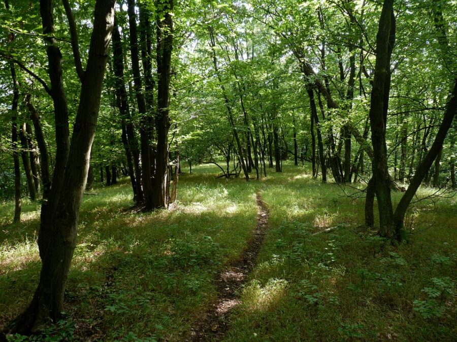 Přírodní rezervace Velký Hornek. Autor: Magairlin, licence GNU Free Documentation License, verze 1.2. Zdroj: Wikimedia Commons