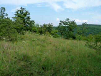 Přírodní rezervace Velký Hornek. Autor: Magairlin, licence GNU Free Documentation License, verze 1.2. Zdroj: Wikimedia Commons