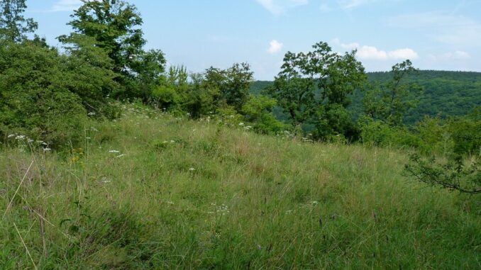 Přírodní rezervace Velký Hornek. Autor: Magairlin, licence GNU Free Documentation License, verze 1.2. Zdroj: Wikimedia Commons