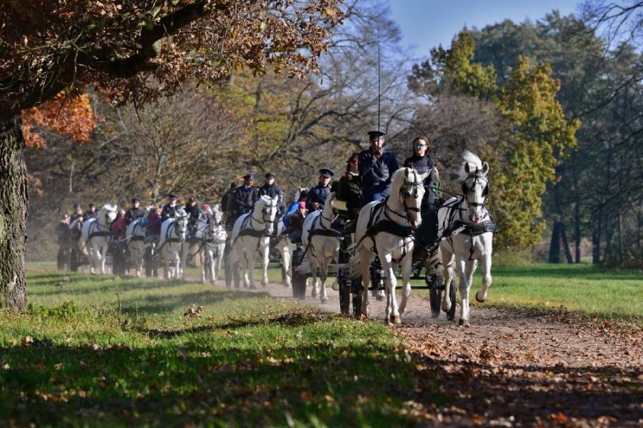 Hubertova jízda. Zdroj: Národní hřebčín Kladruby nad Labem